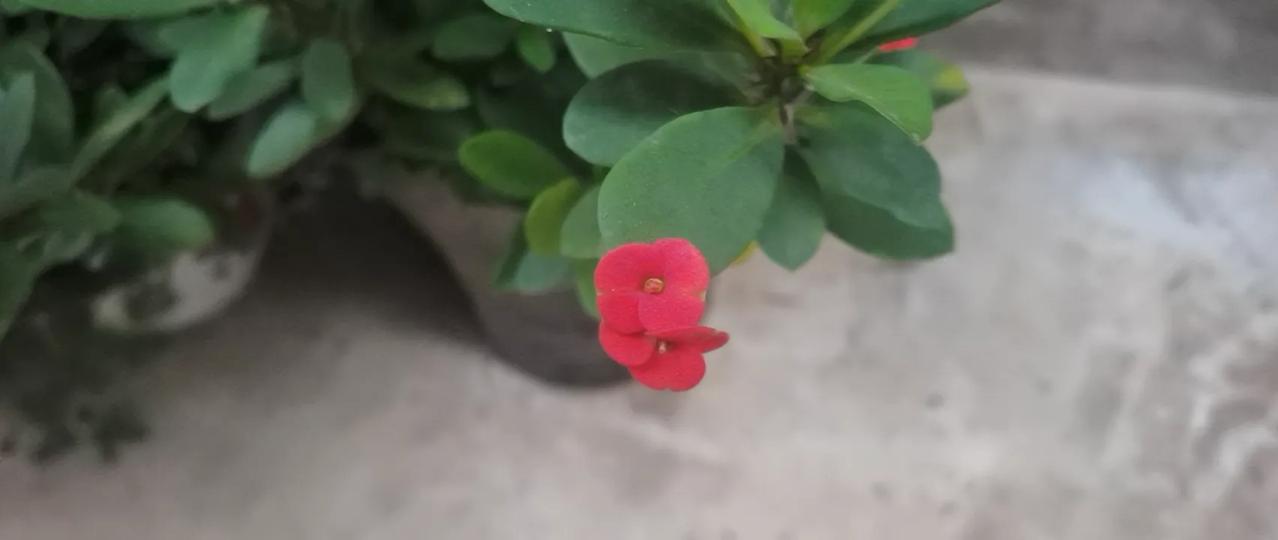 #上联春夏秋冬，求下联#子丑寅卯