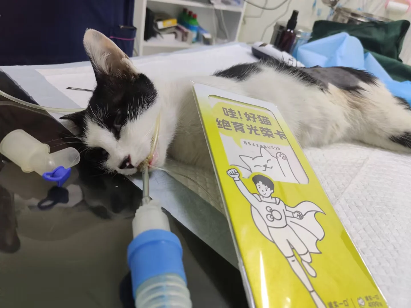 这么可爱的小女猫竟然叫二妞！