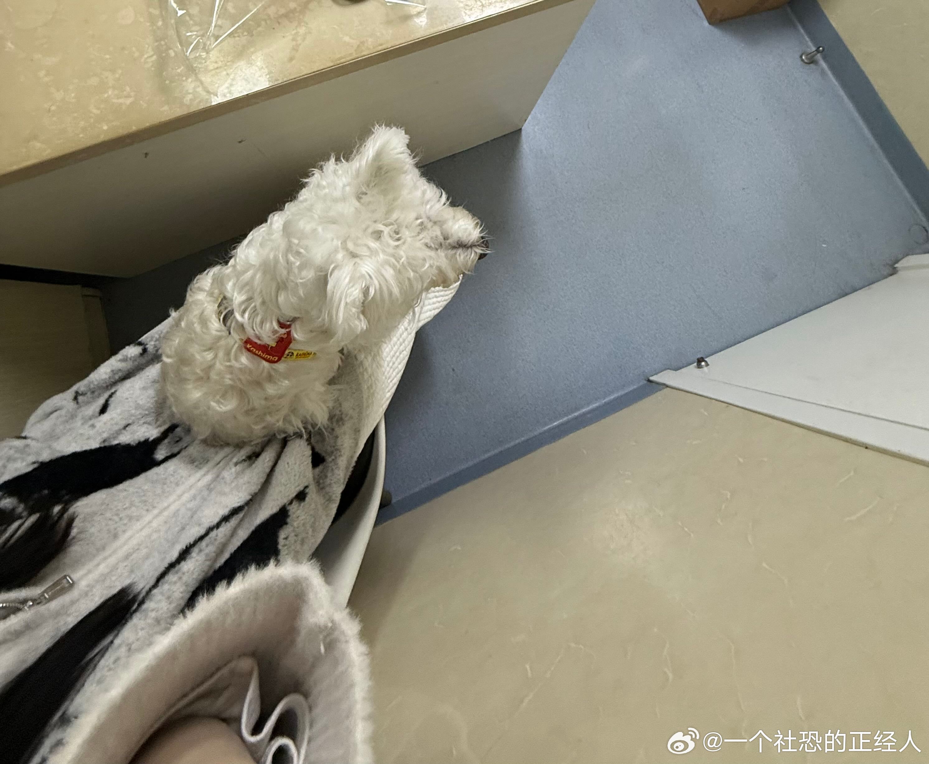 不呆坐在妈妈腿上显得小小一个🐶 