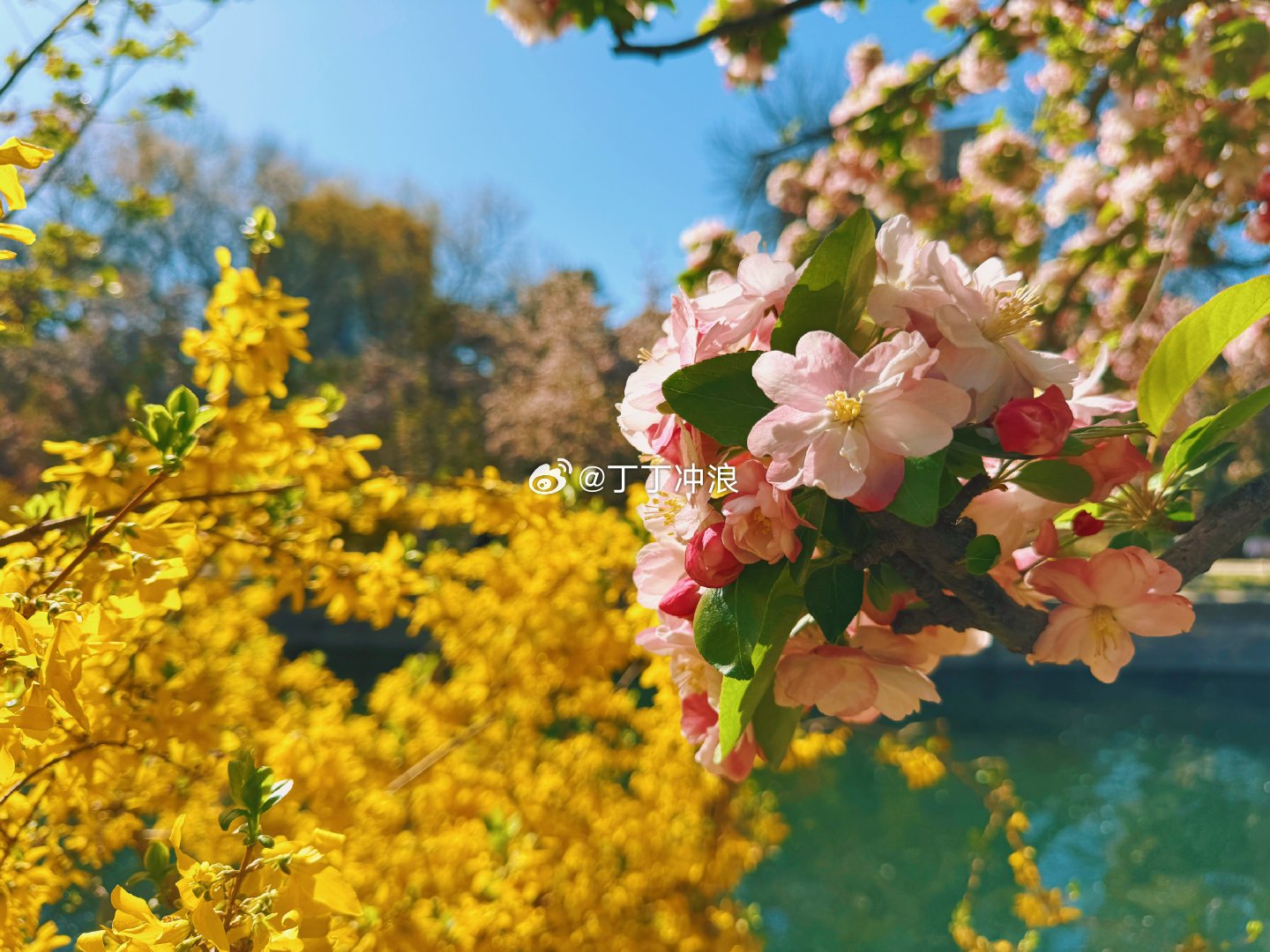 相约在海棠花溪，踏春赏花。这里是北京元大都城垣遗址公园，你来了吗？ 摄影