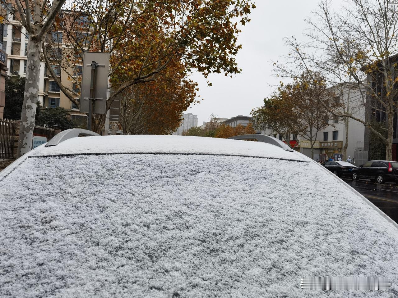 郑州冬雪急来时  腊梅傲然满枝头

