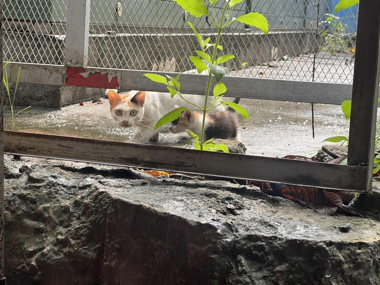 雨后潮湿的小院里，猫妈妈守着两只懵懂幼崽，隔着铁栏撞进温柔的视线。小小的身影相互