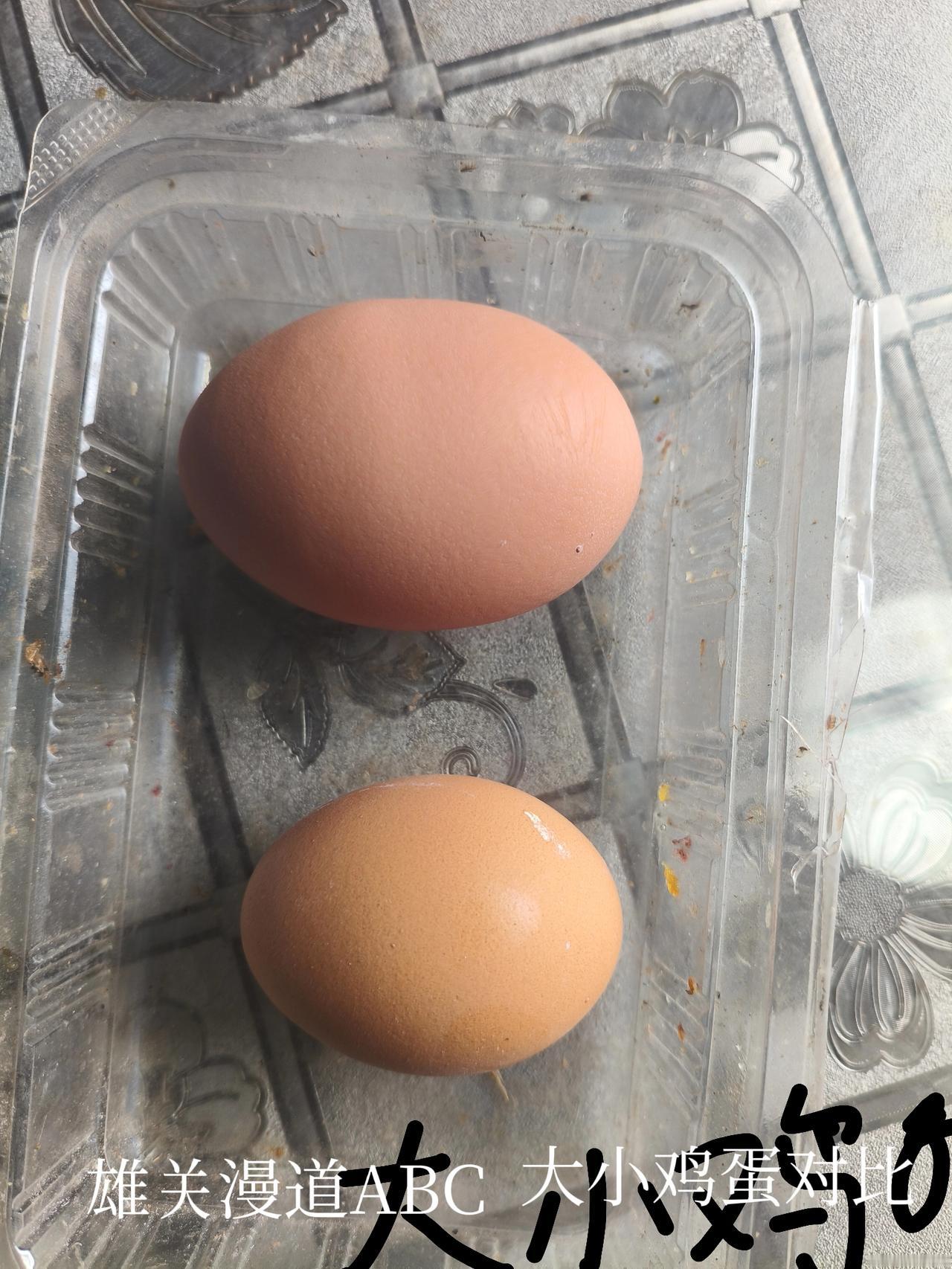分享一组鸡蛋、鸭蛋、鹅蛋图片，让朋友们欣赏欣赏。
第一排是大、小鸡蛋对比，大的是