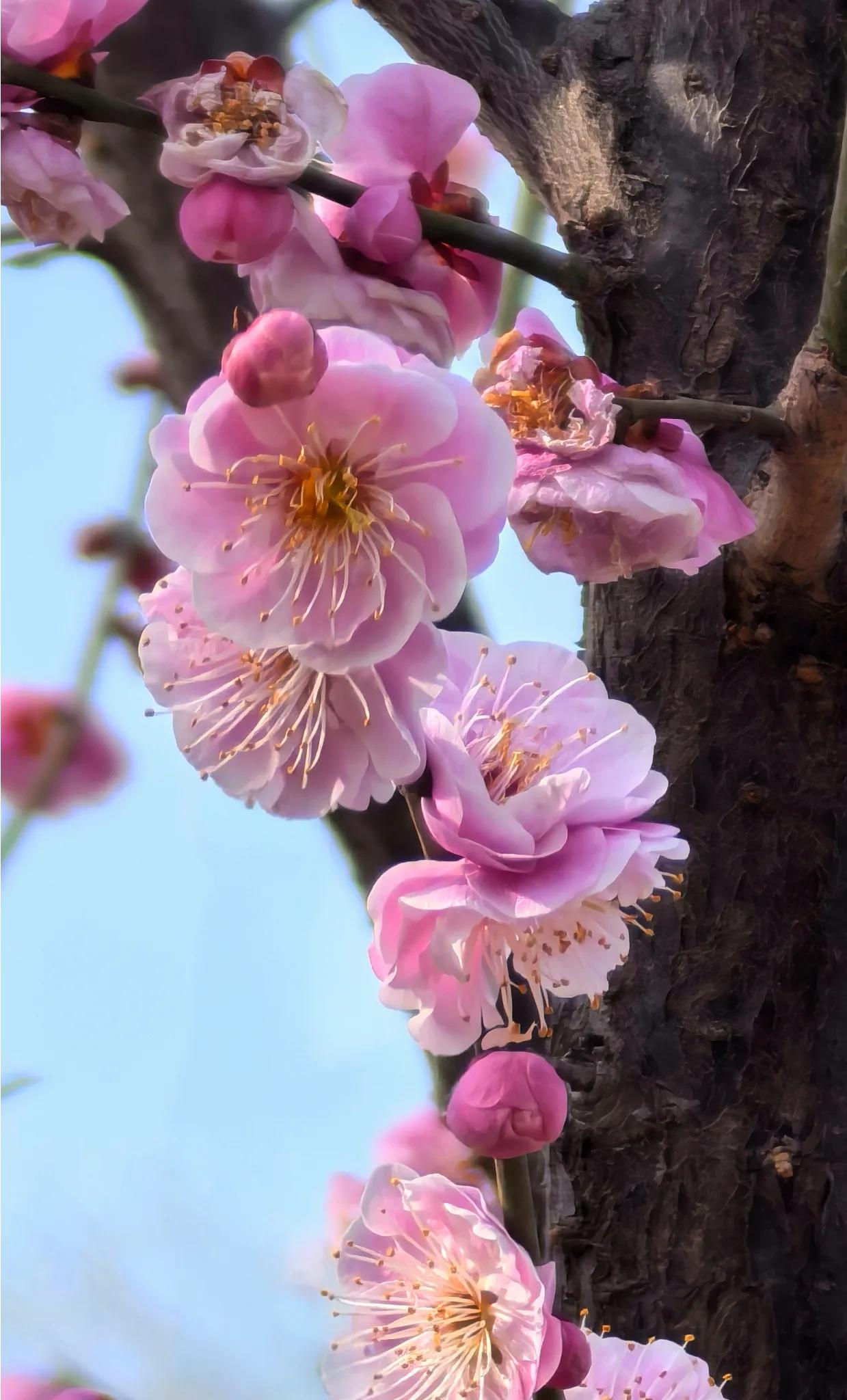 华为手机拍摄[呲牙]