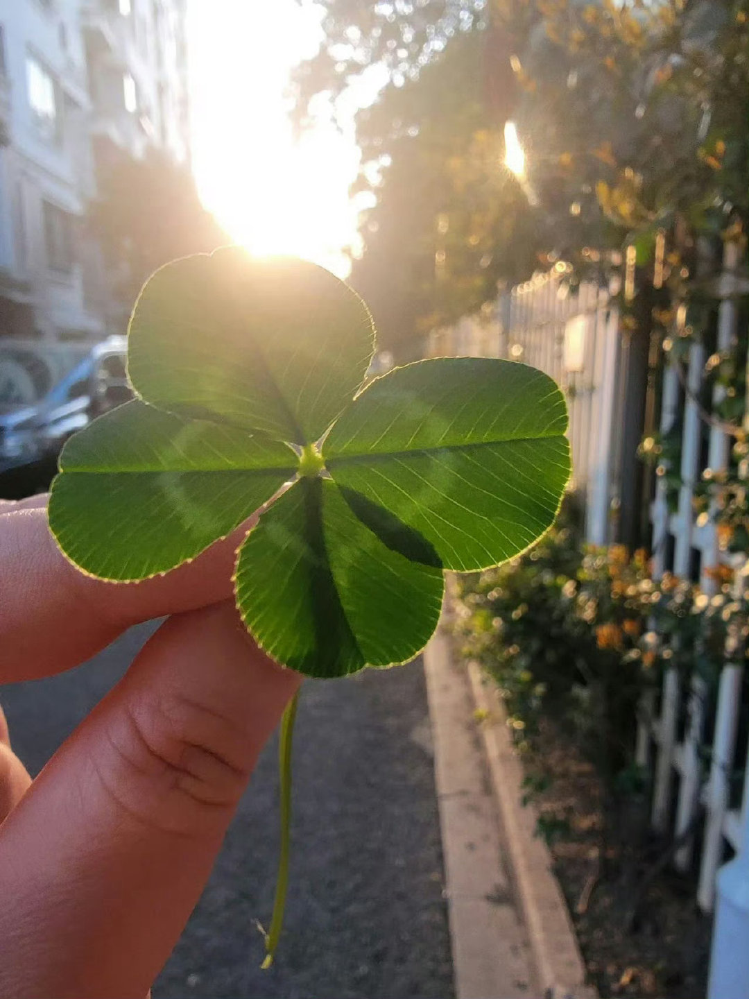 刷到四叶草  不要无视，评论很灵的 