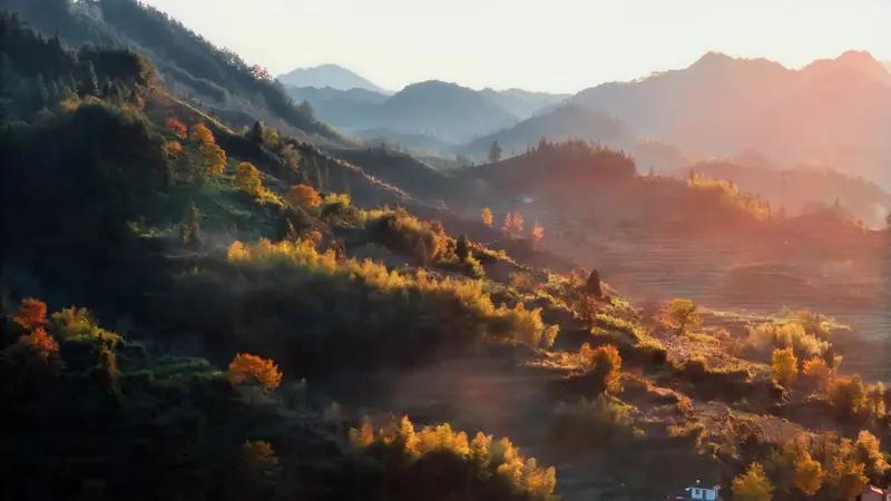 秋韵
 
秋风漫卷意舒宜，
野熟飘香沁腑脾。
沃野千亩盼秋期，
农人含笑采秋实。
