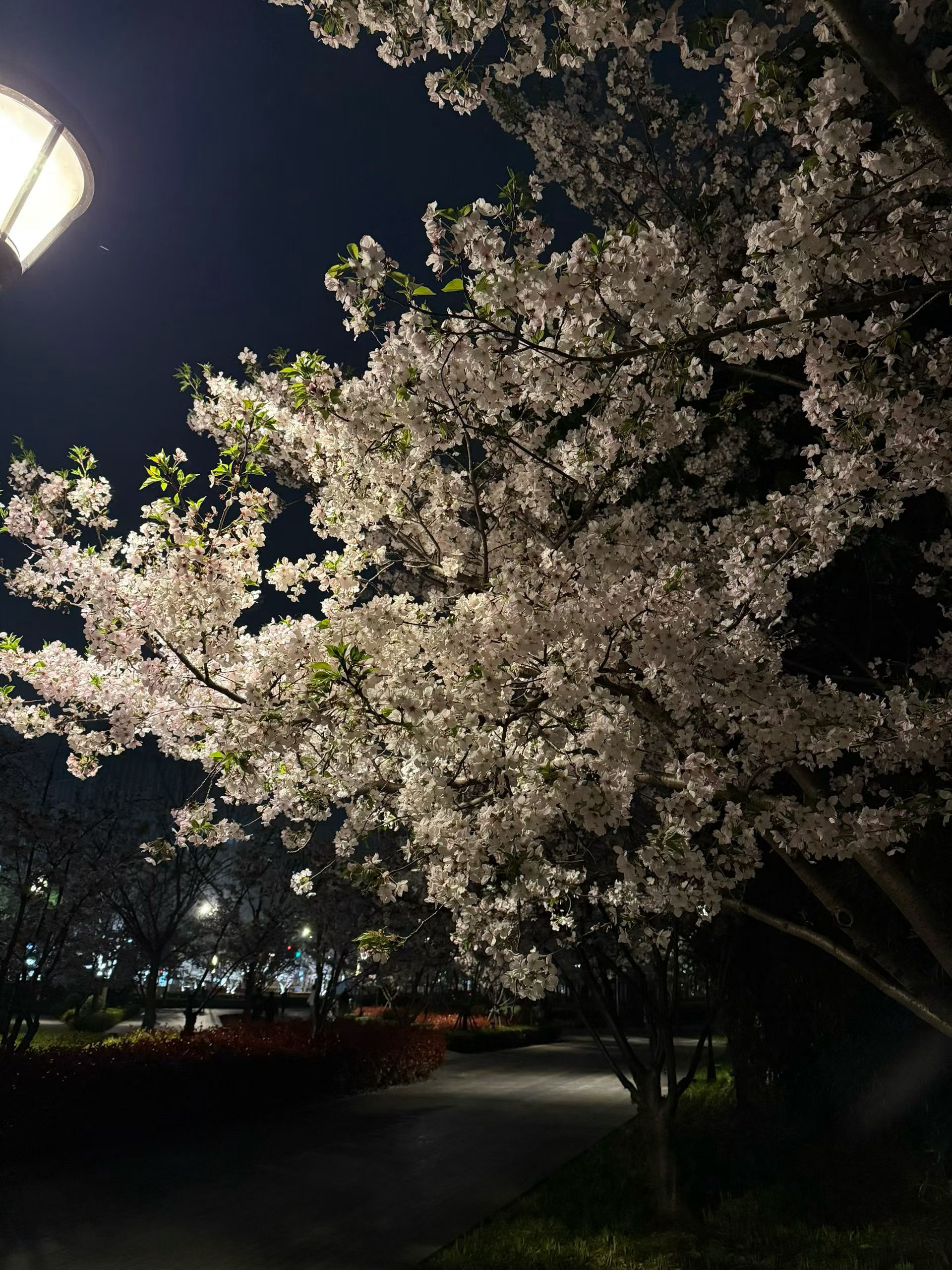 夜的Sakura～🌸🌸 