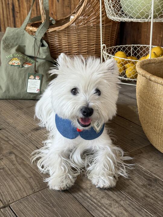 我是西高地卜卜 我同意地球不能没有毛茸茸