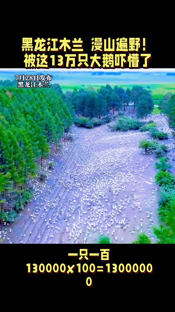 黑龙江木兰漫山遍野，被这13万只大鹅吓懵了。
7月28日发布。黑龙江木兰漫山遍野