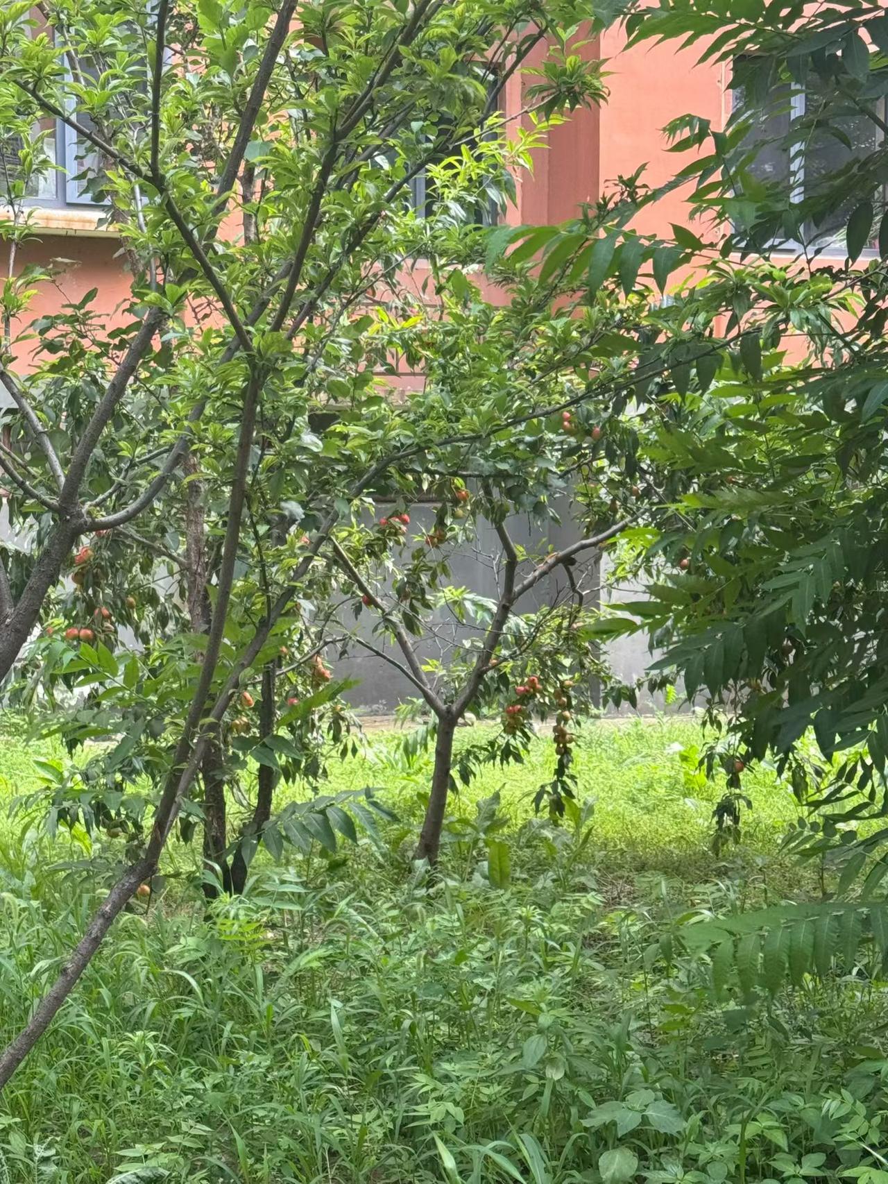 发一张你相册最近拍的花