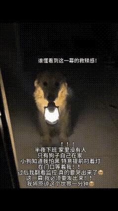 “看哭了！”女子夜晚下班回家，打开房门的那一刻，迎接她的竟然是叼着灯的狗狗在等候