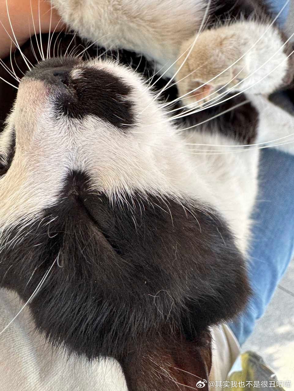 49079【丑猫】从哪开始是猫 
