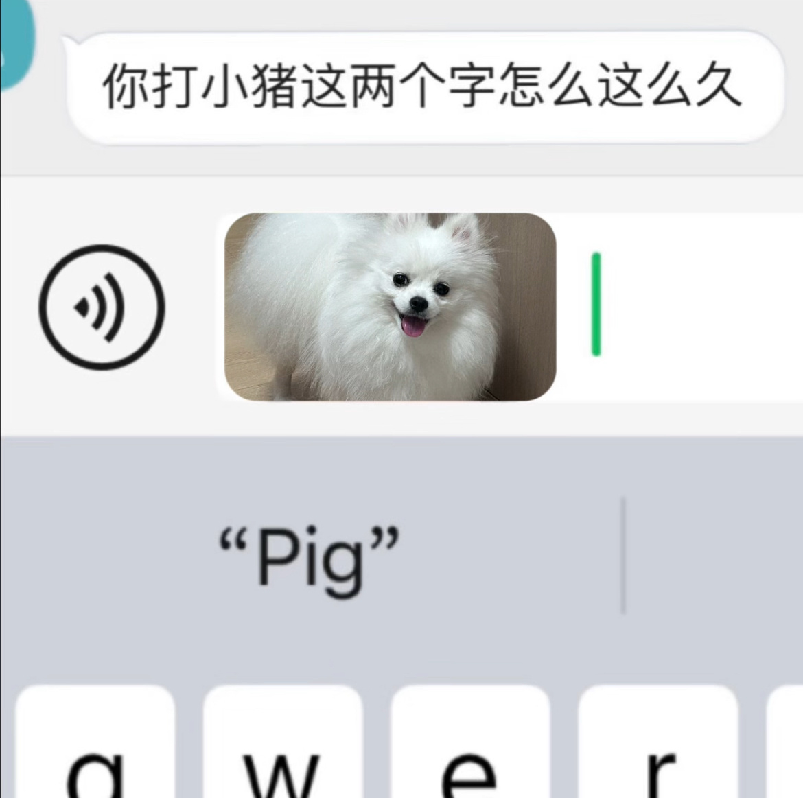 我家两只🐷 