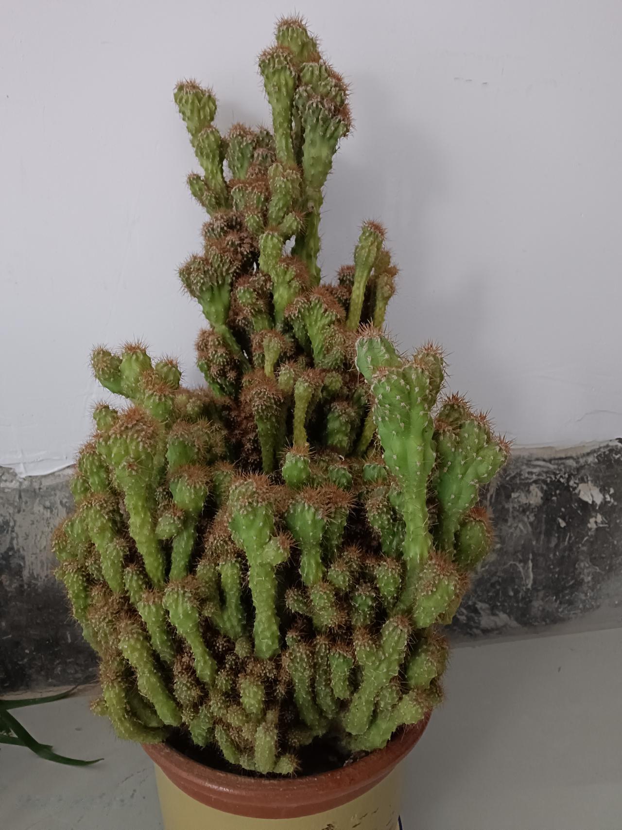 大家看看我养的这“万重山”是不是很好，谁看了都是好，可是昨天偏偏有个人让我给他剪