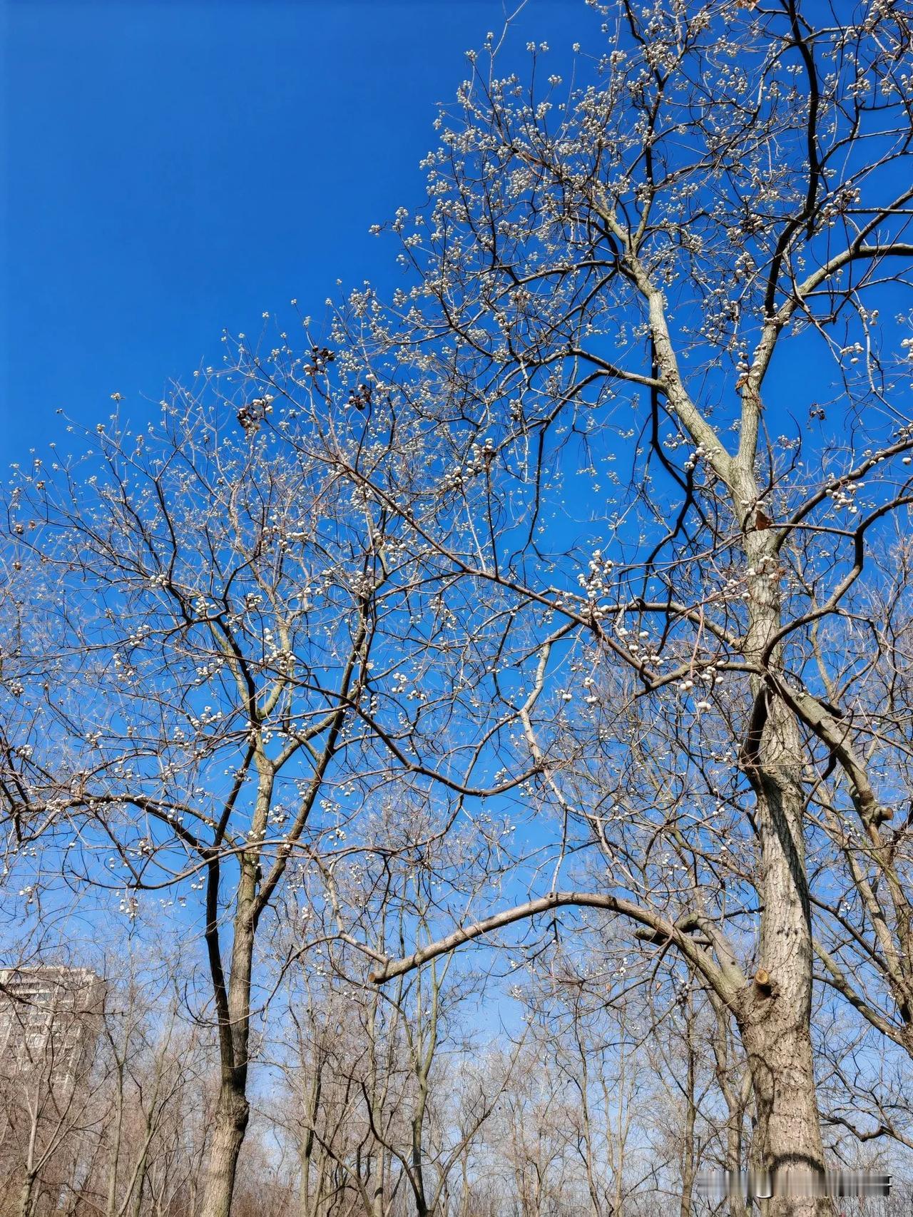 南通的天真冷了，树叶落的也差不多了，北方很多城市都已经下雪，在南通是没有机会见着