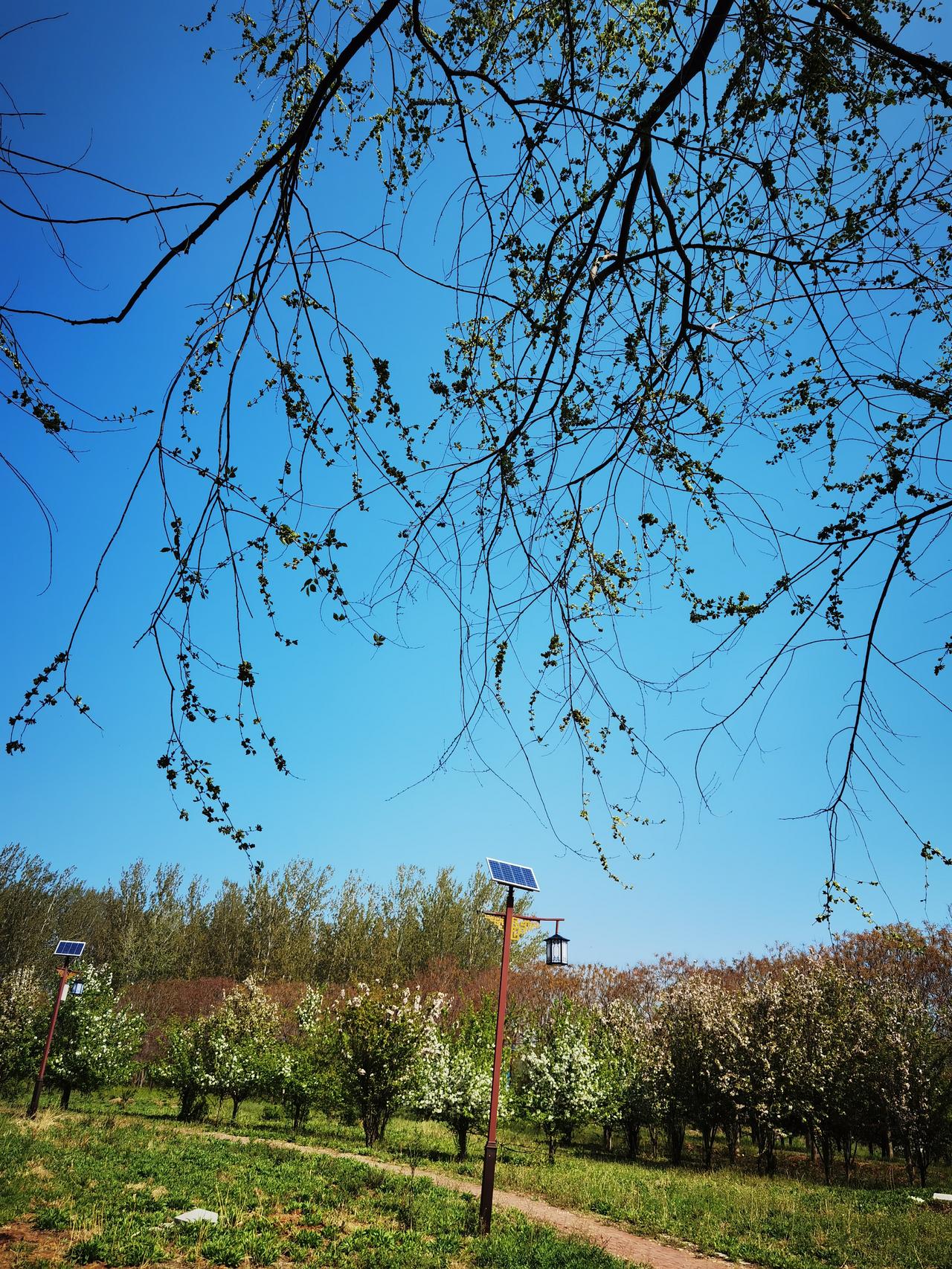 春天里有荠菜，有蒲公英可以吃，有榆钱可以做主食，有香椿可以吃香椿鱼，开水焯一下后
