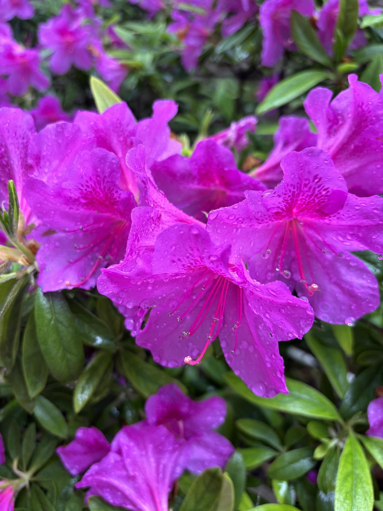 雨后杜鹃花