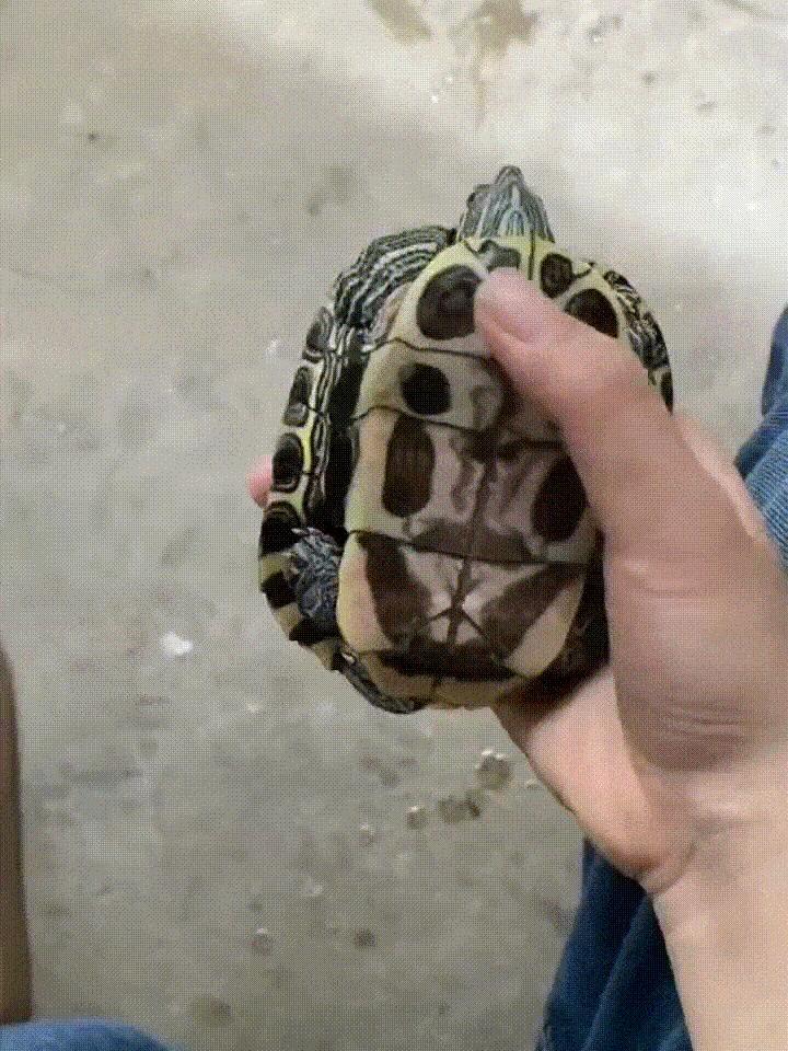 乌龟：密码输入正确