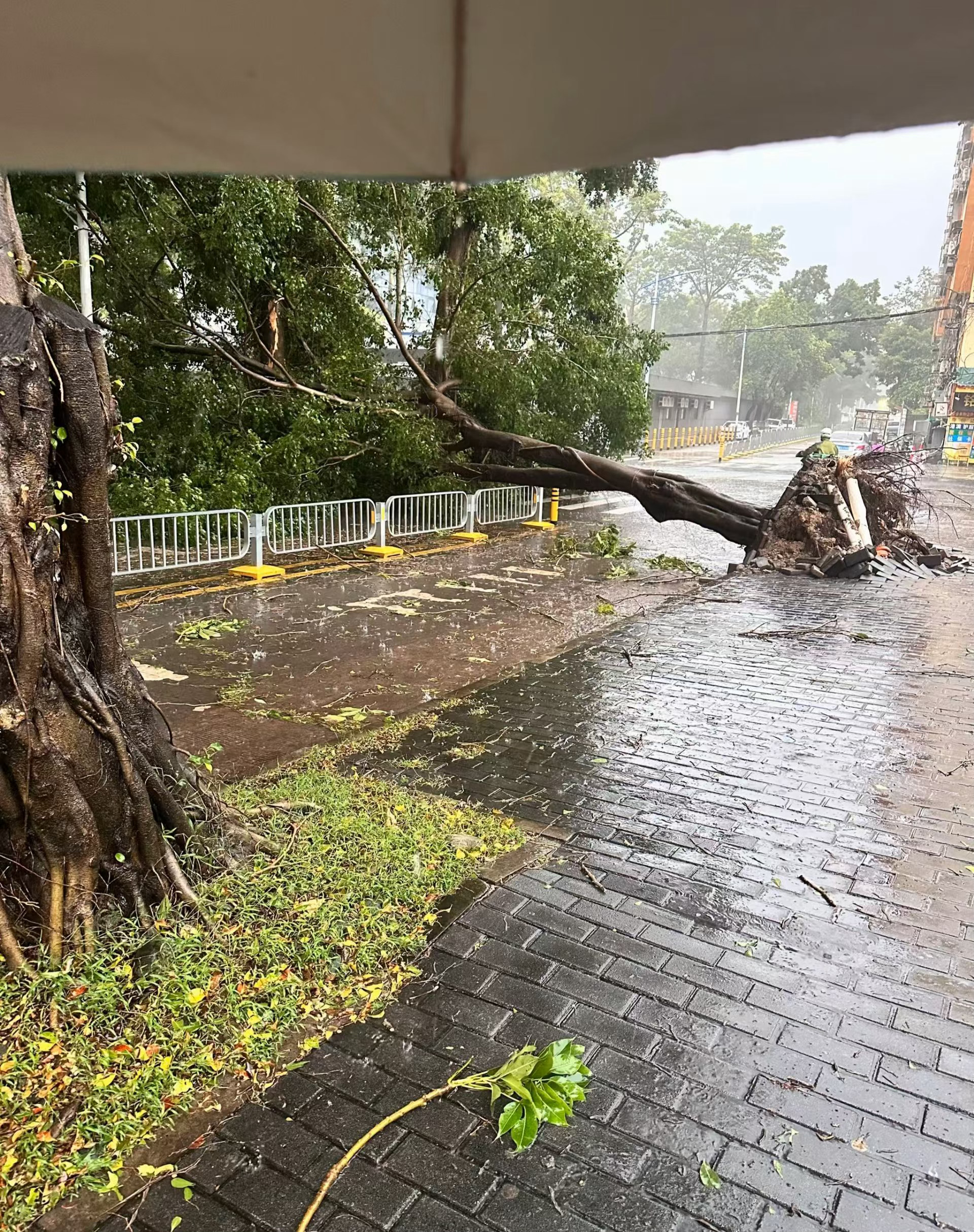 台风红霞这么猛啊！！！ 