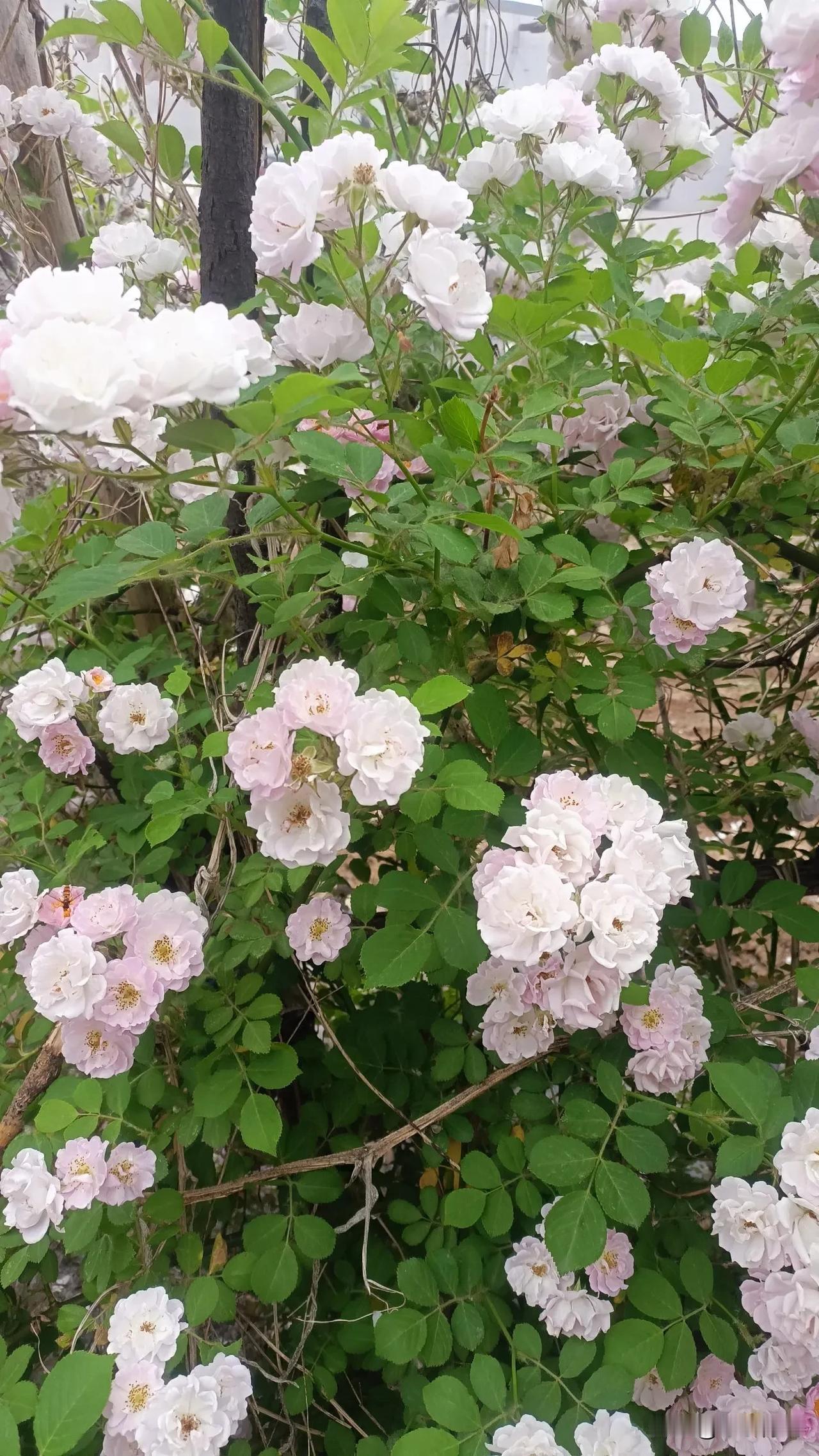 野花香
 
陌上繁花自吐芳，风携幽馥侵斜阳。
不凭庭苑争艳色，独伴烟霞沐野光。