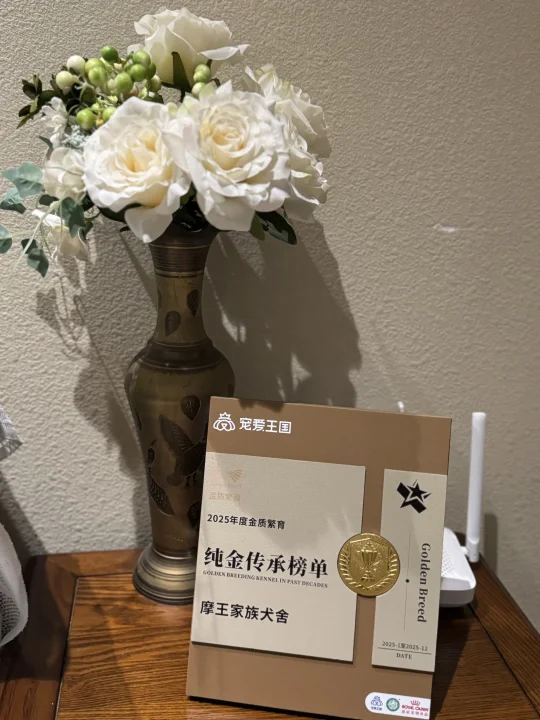 💥 摩王家族犬舍 荣登2025宠爱王国金质繁育“纯金传承榜单”✨ 每...