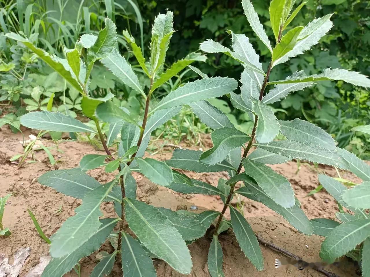 有人知道这是什么菜，能吃吗？
