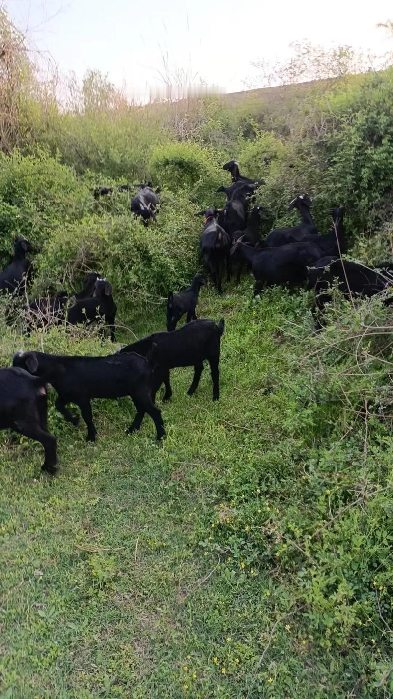 春天回暖，青草冒头，正是黑山羊放养的黄金时节！青草嫩、营养足，羊儿上膘快，但春天