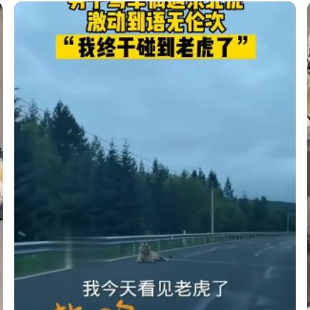 夫妻把东北虎认成大黄狗？别笑，这事儿藏着保命知识点
 
深夜东北山路上，一对夫妻