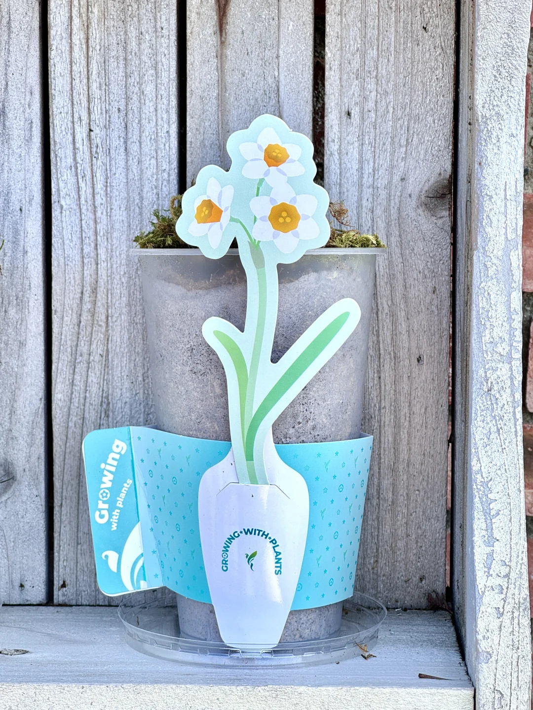 是谁的洋水仙这么美丽？