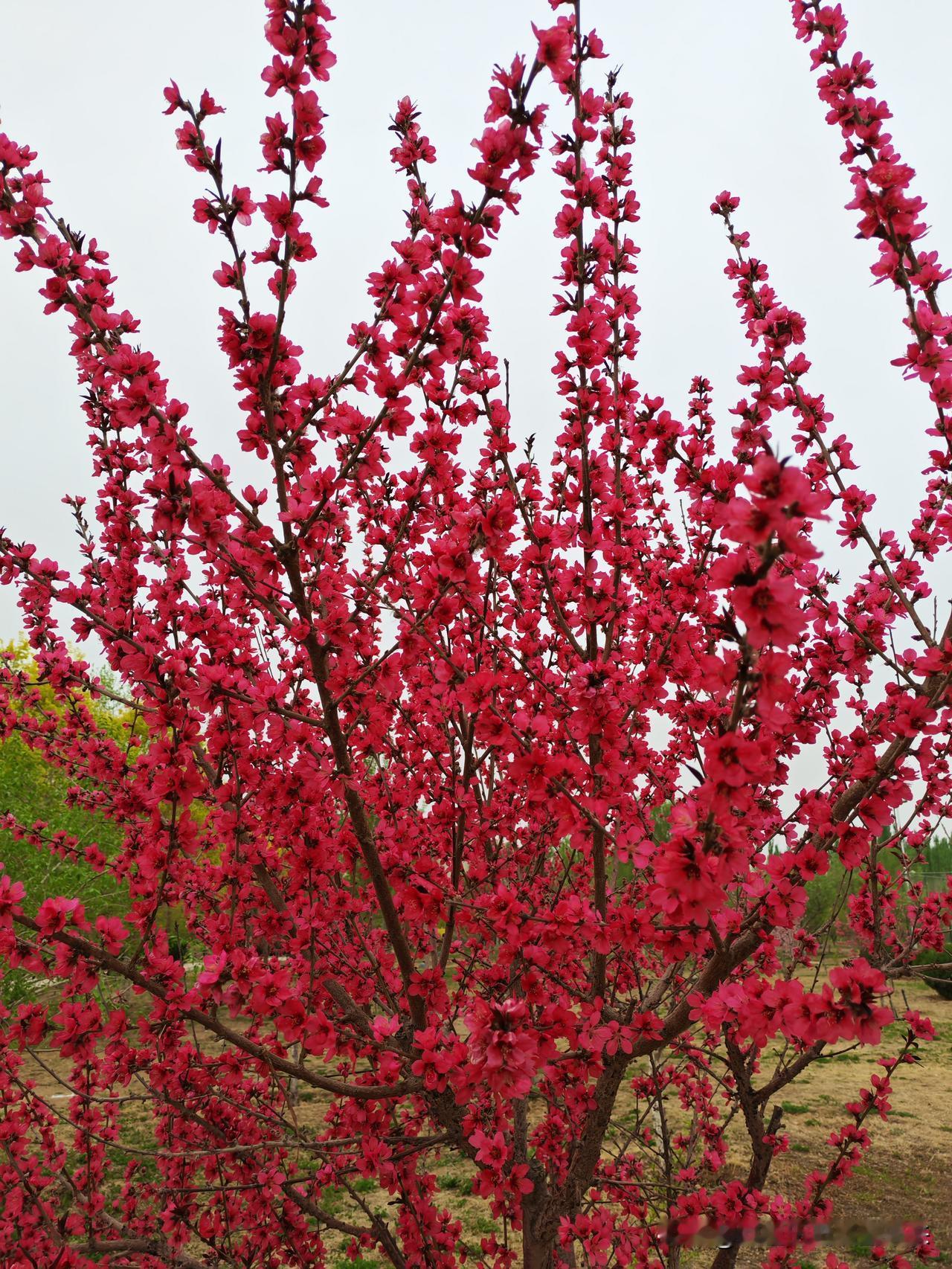 随手拍的一树繁花