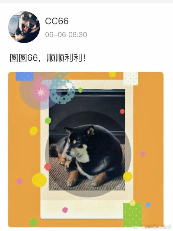 马嘉祺的狗胖成我的刀盾马嘉祺的狗狗胖成六吨了 马嘉祺的狗狗胖成六吨了 