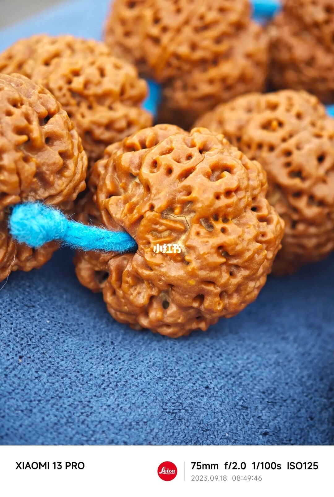 NO.259 喜鹊大金刚，没红