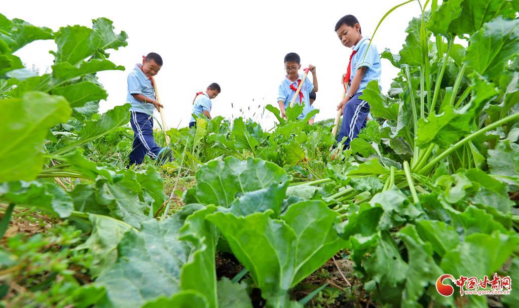张掖把开学第一课搬进田间地头【高台：田间开学第一课 劳动课堂润童心】近日，张掖市