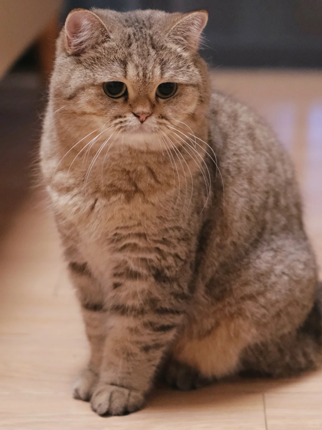 美拉德小猫，秋冬氛围感也是蹭上了