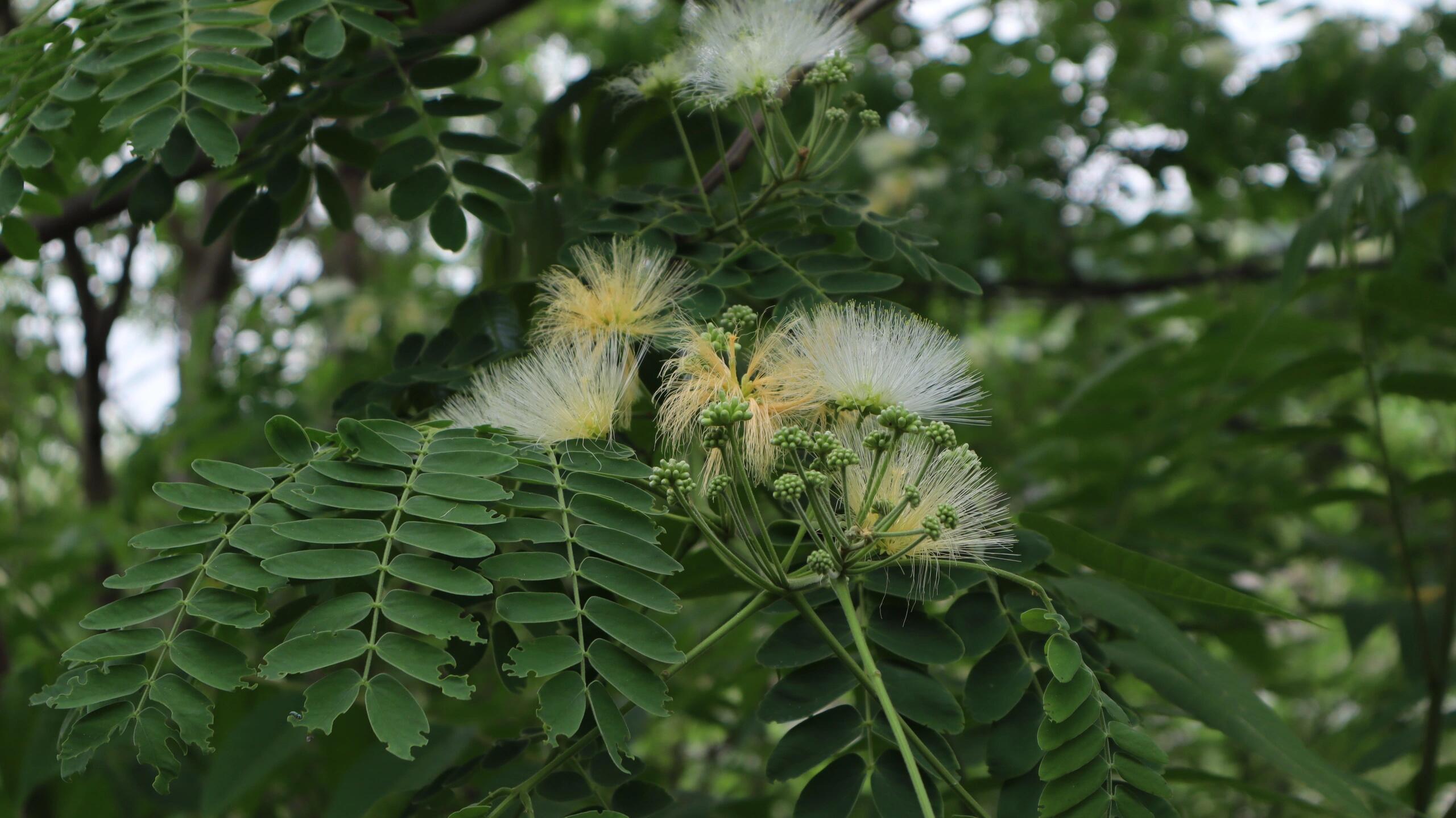 奇妙生物圈 山槐：兼具生态与经济价值的多功能树种 山槐（Albizia kalk