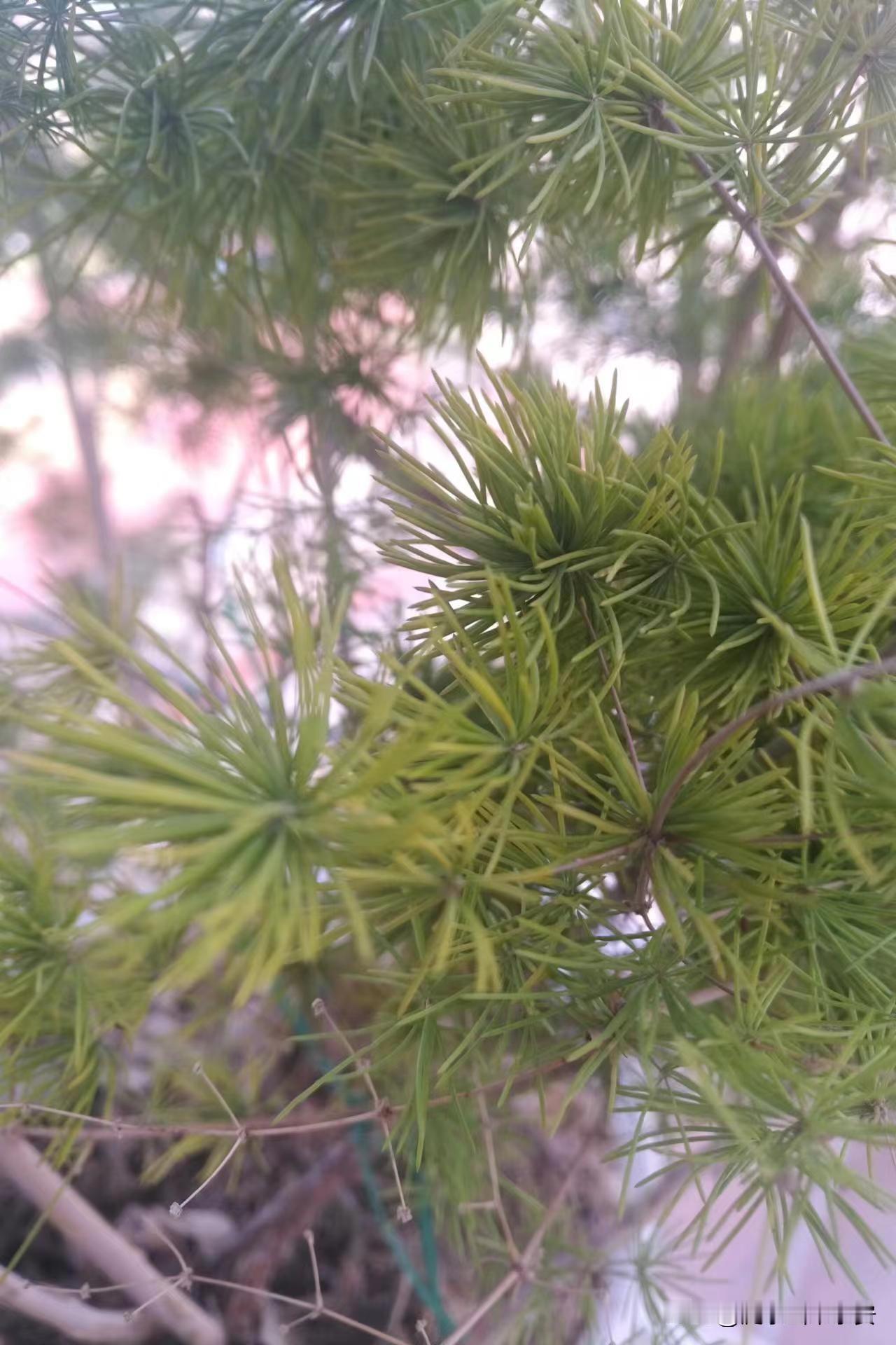 今天11月1日，农历十月初一寒衣节，记得小时候都是陪同大人们提着篮子，拿着香纸跟