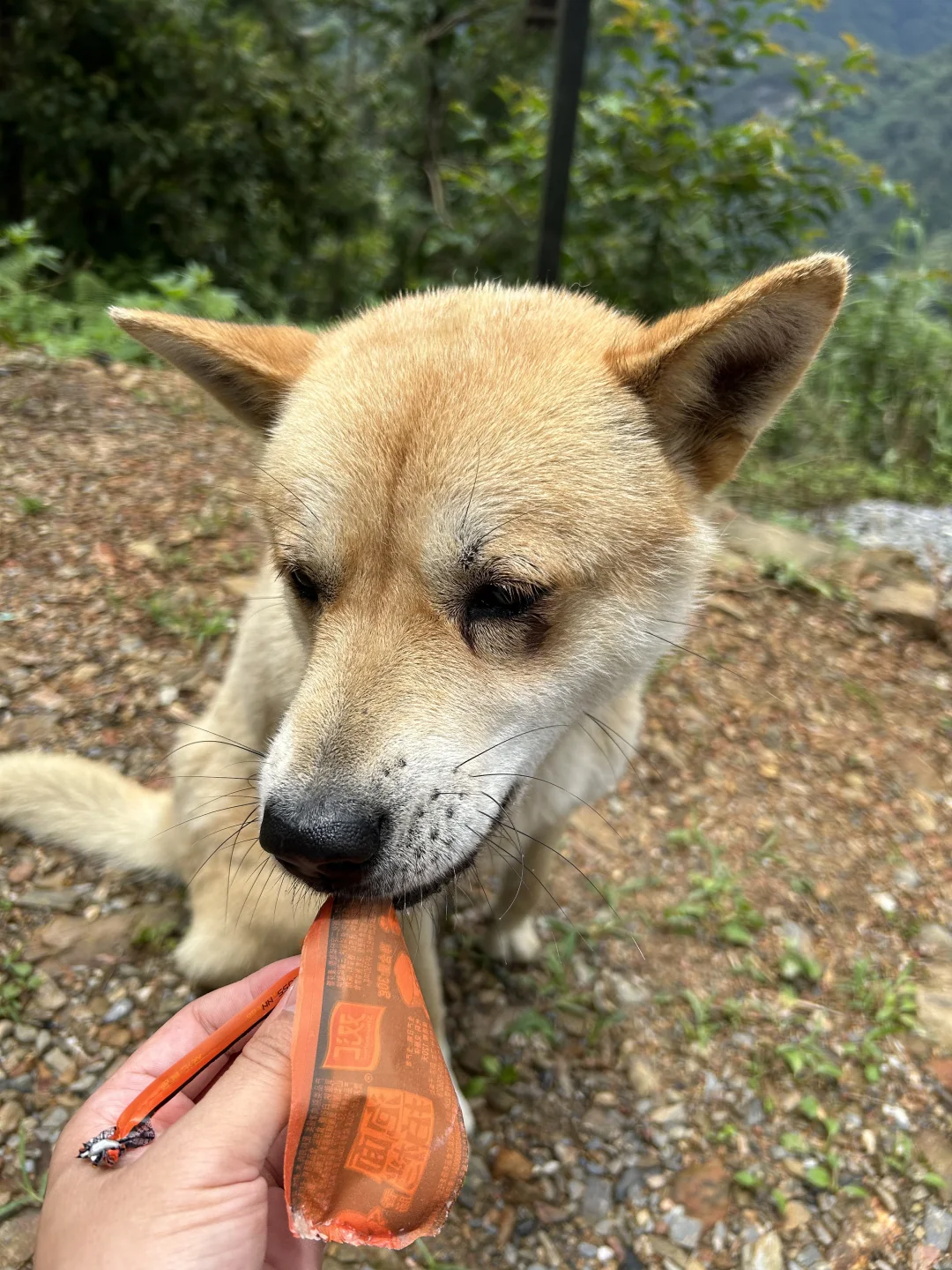 明目张胆的贿赂导游，不知道犯法没有🐶