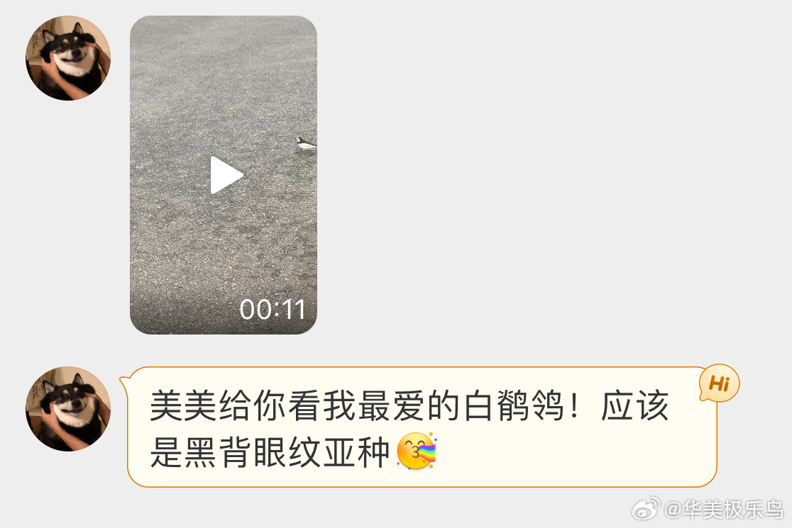 #鸟粉投稿# 街头溜达的【白鹡jí鸰líng】走路频率贼快，残影都出来了🙊 ​