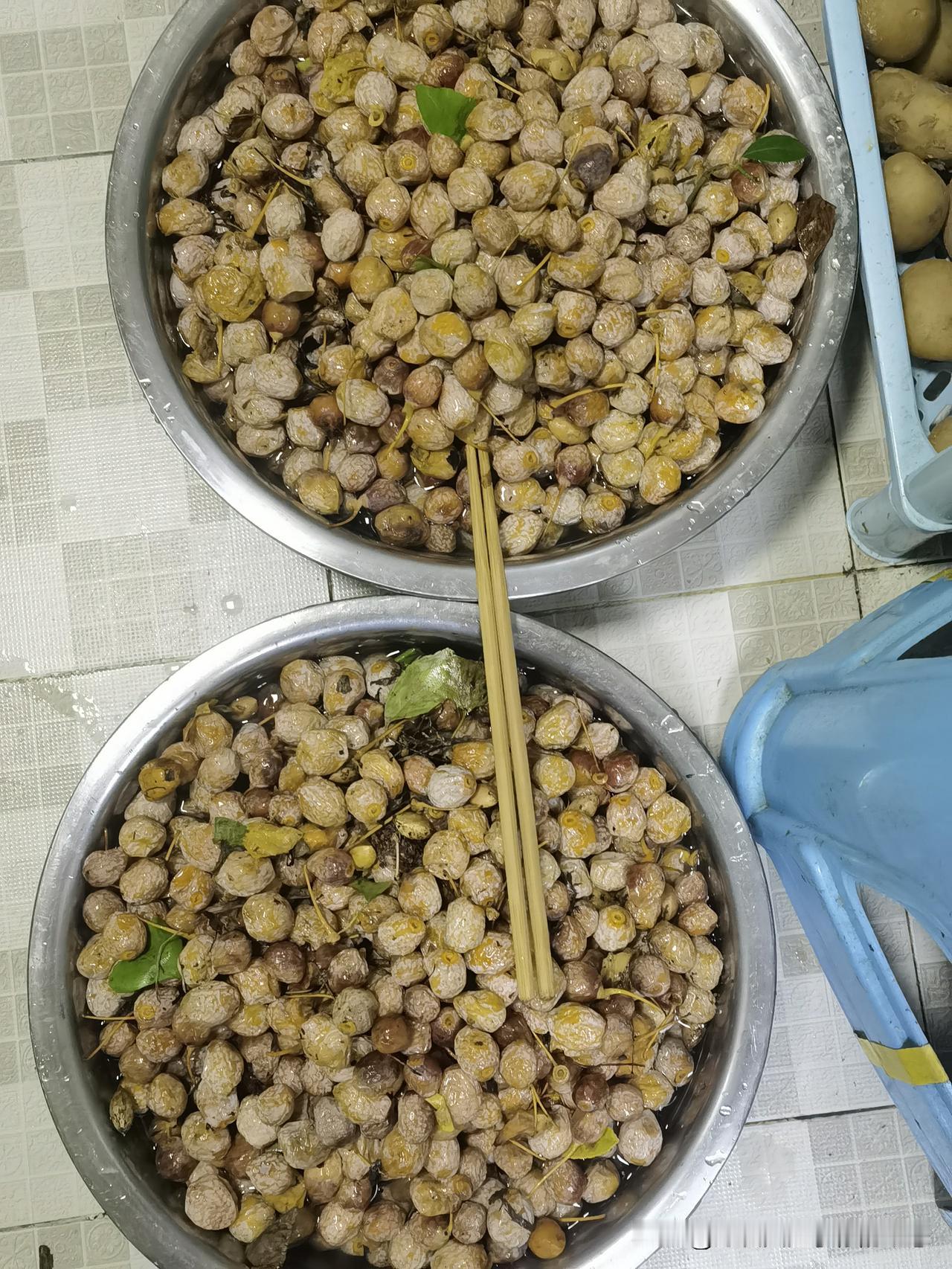 丰硕白果
今日到一处公园玩耍，偶然遇到地上有很多白果，于是用手里的袋子和地垫捡拾