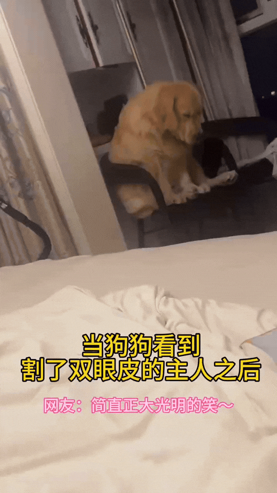 万物皆有灵性！江苏，当狗狗看到主人割完双眼皮后，坐在椅子上不敢直视主人，还挤眉弄
