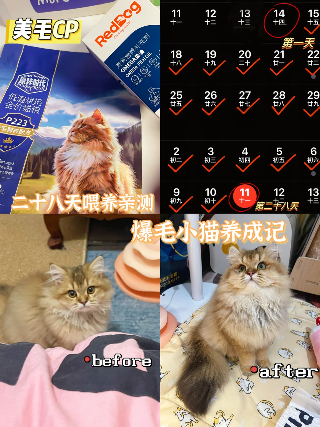 二十八天亲测｜猫咪美毛秘诀😎