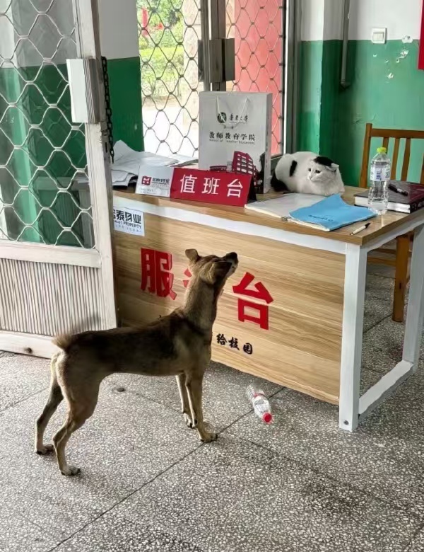 车若初见看看今天是谁在值班 溜进去偷吃东西