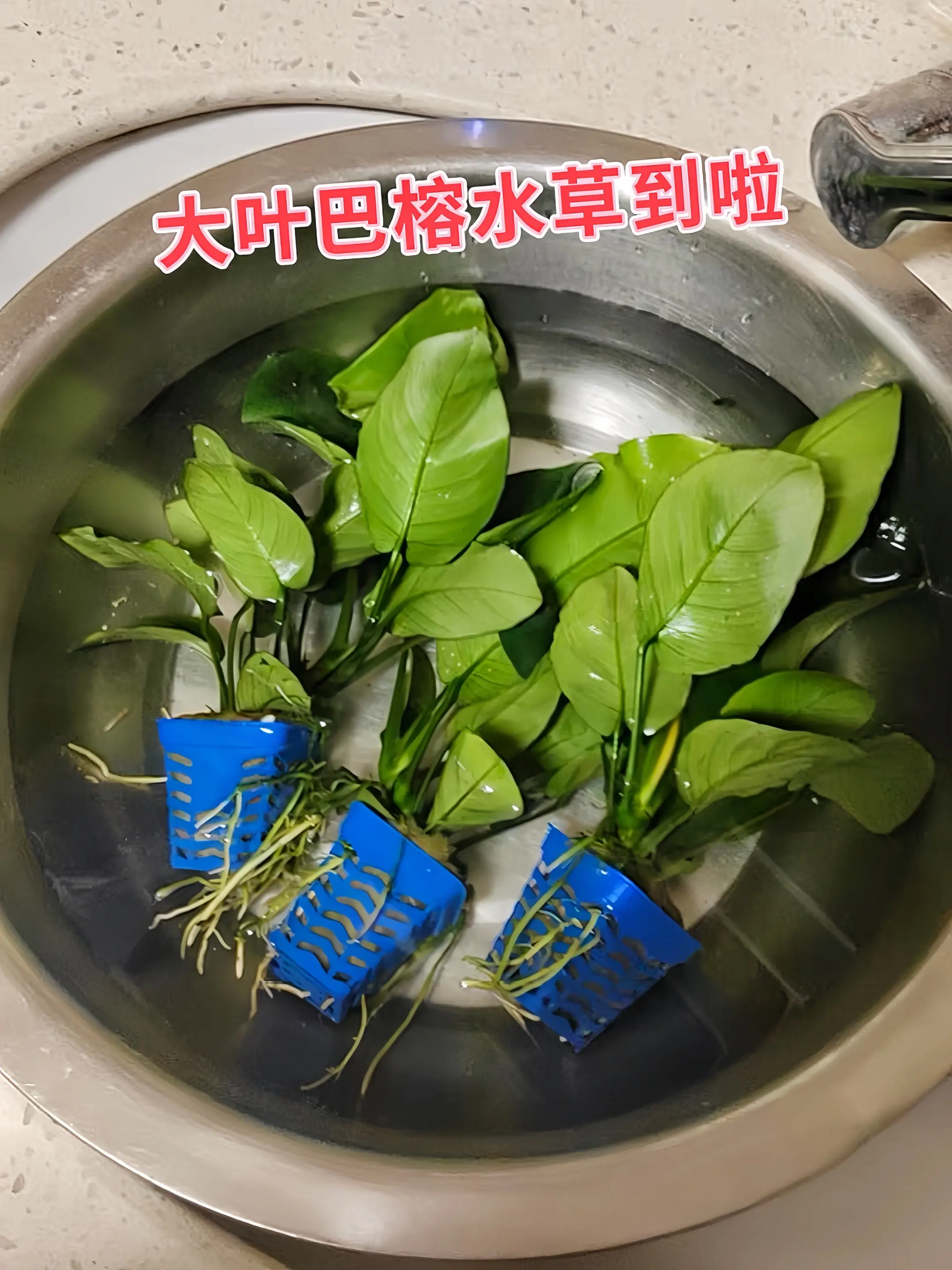 易养省心  • 性质强健，对光照、水质要求不高 ，弱光环境也能生长，无...