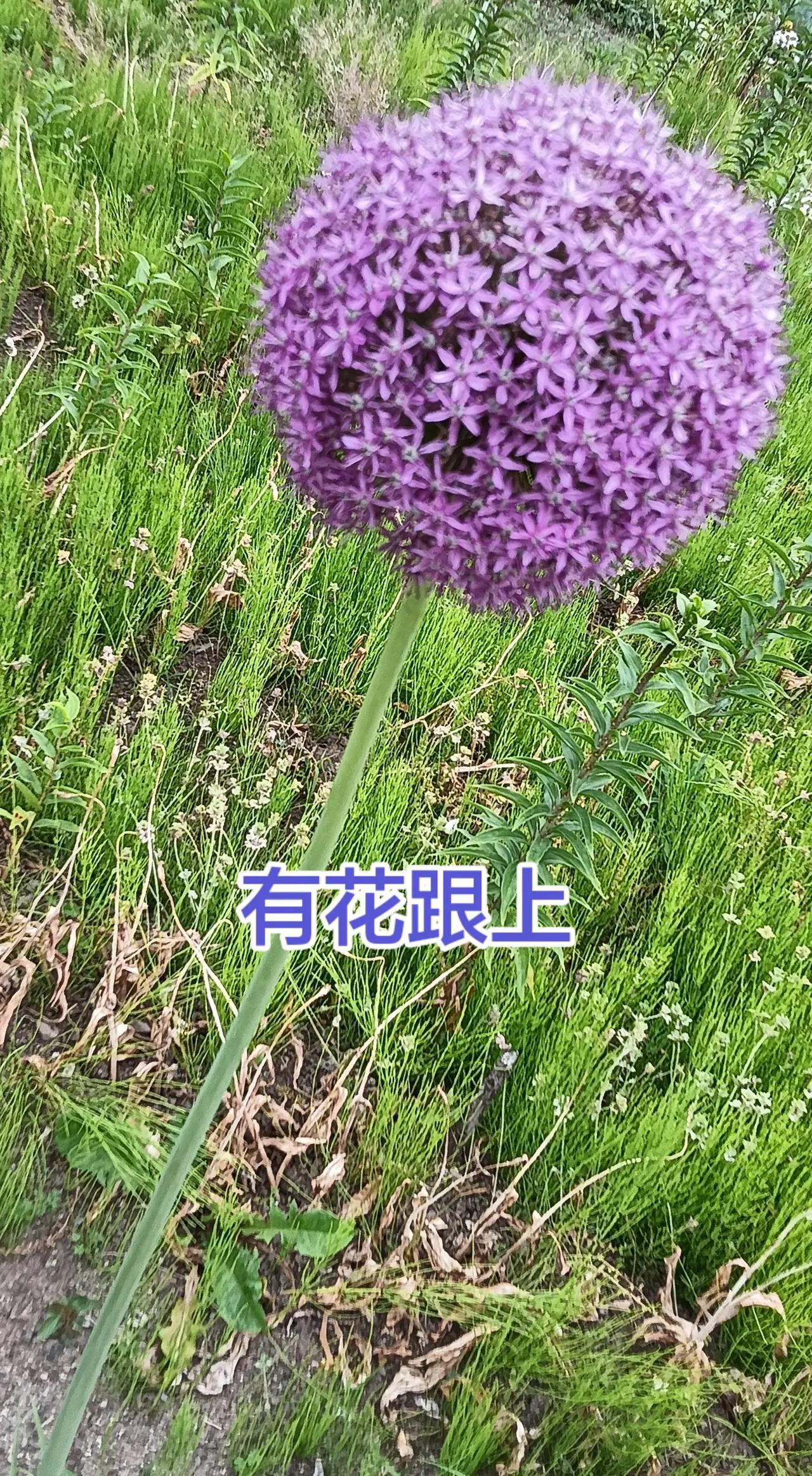 紫色大花葱 紫色大花球