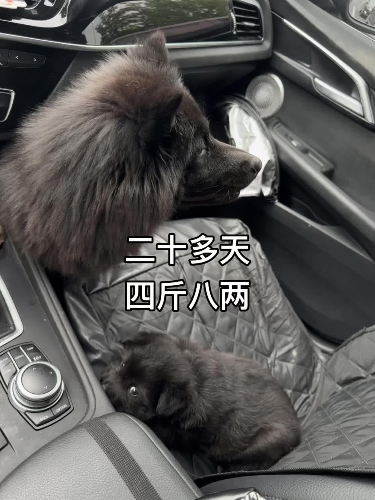 小狗🐶 五黑犬 黑土松