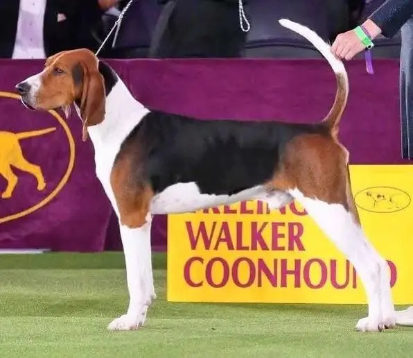 Treeing walker coonhound