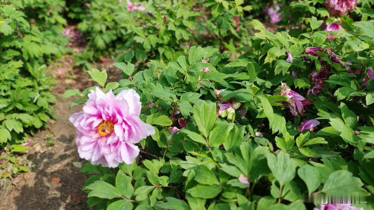 习家池公交车站亟待改善调整。
今早从再尔广场前一站乘坐13路公交到岘山那站下，跟