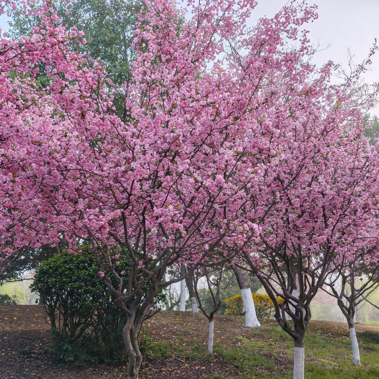 桃树开花了，春天真的来了！低温天气彻底过去了！一年之计在于春，一天之计在于晨！动