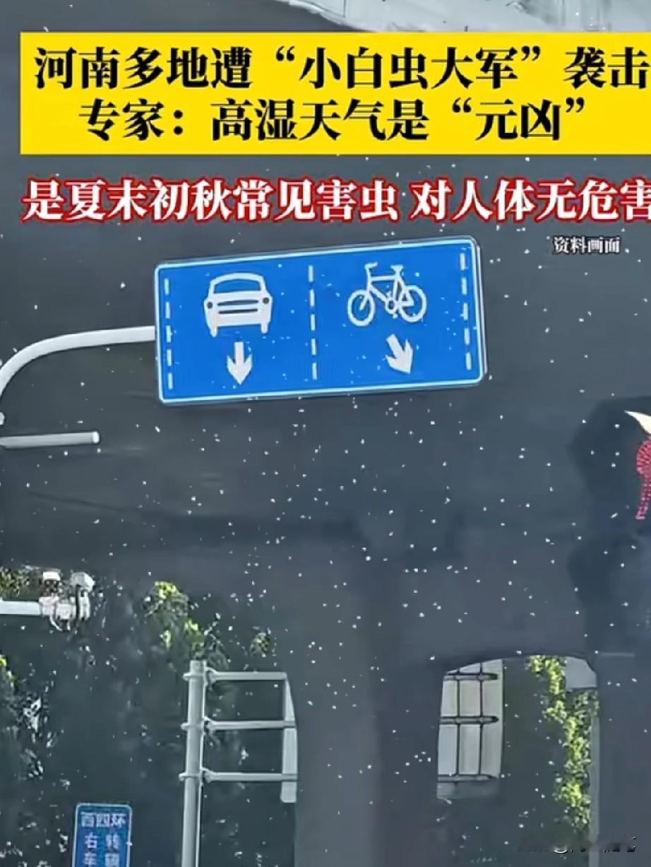 近日，河南多地市民出门时纷纷发现，空气中飘着成群结队的“神秘小白虫”，一不小心就