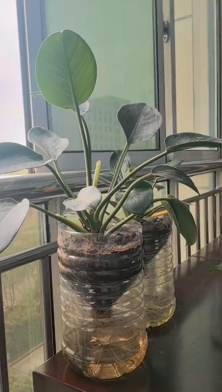 开心是生命最好的营养，快乐是精神最真的补品。心情舒畅日子才顺，身体健康处处是风景